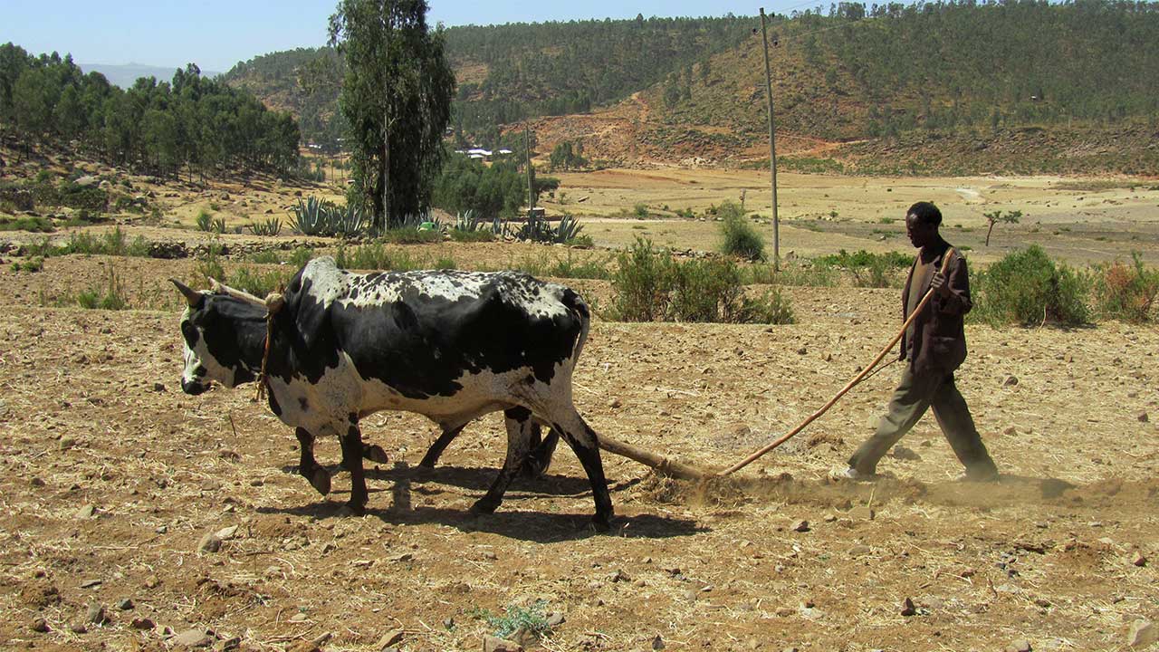 animal-traction-the-use-of-draught-animal-power-agribook-digital