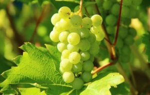 SA table grapes get access to the Philippines